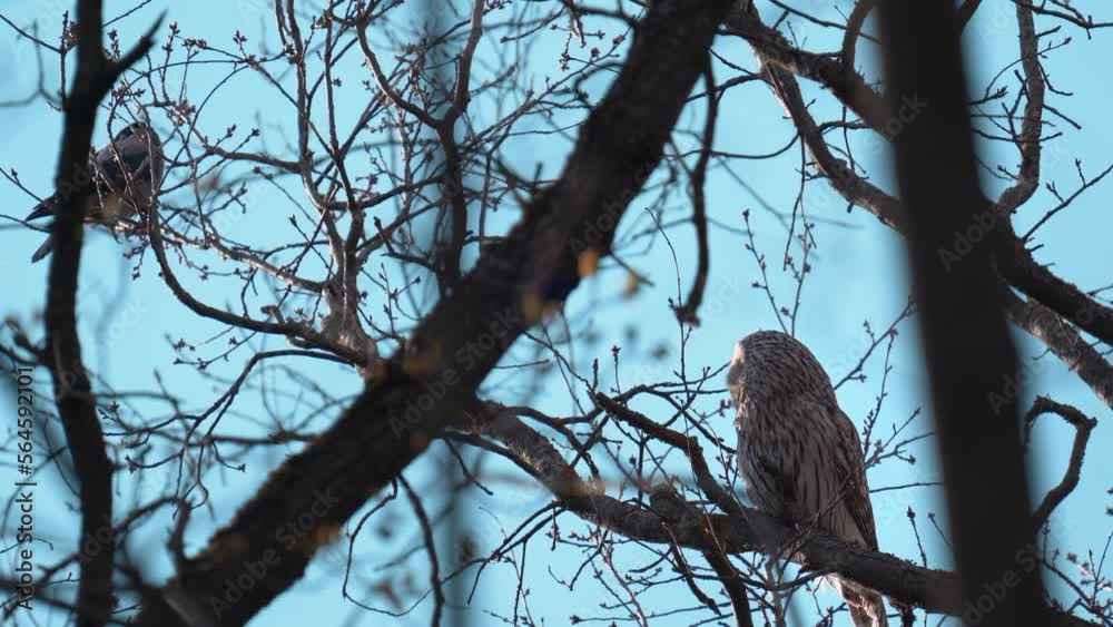 A Ural owl seeks camouflage in the branches of a tree. A Ural owl seeks camouflage in the branches of a tree.