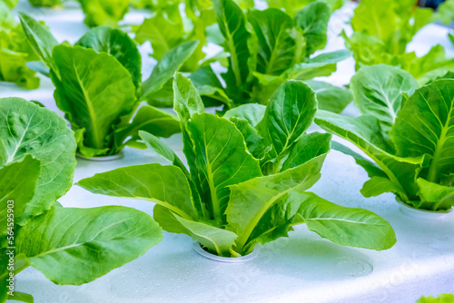 Organic hydroponic vegetable farm in Thailand