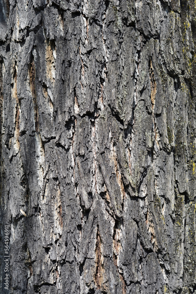 Obraz premium Eastern black walnut bark detail