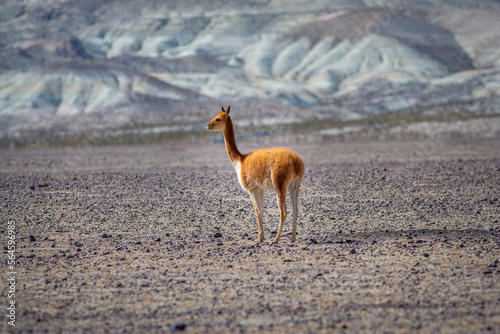 Wild Vicuna  Vicugna vicugna  on the barren high altitude plateau of the Andes  Altiplano  in the north of Chile
