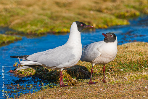 Pair of Andean Gulls (Larus serranus) standing on bank of little stream on the Altiplano in Northern Chile  © Chris