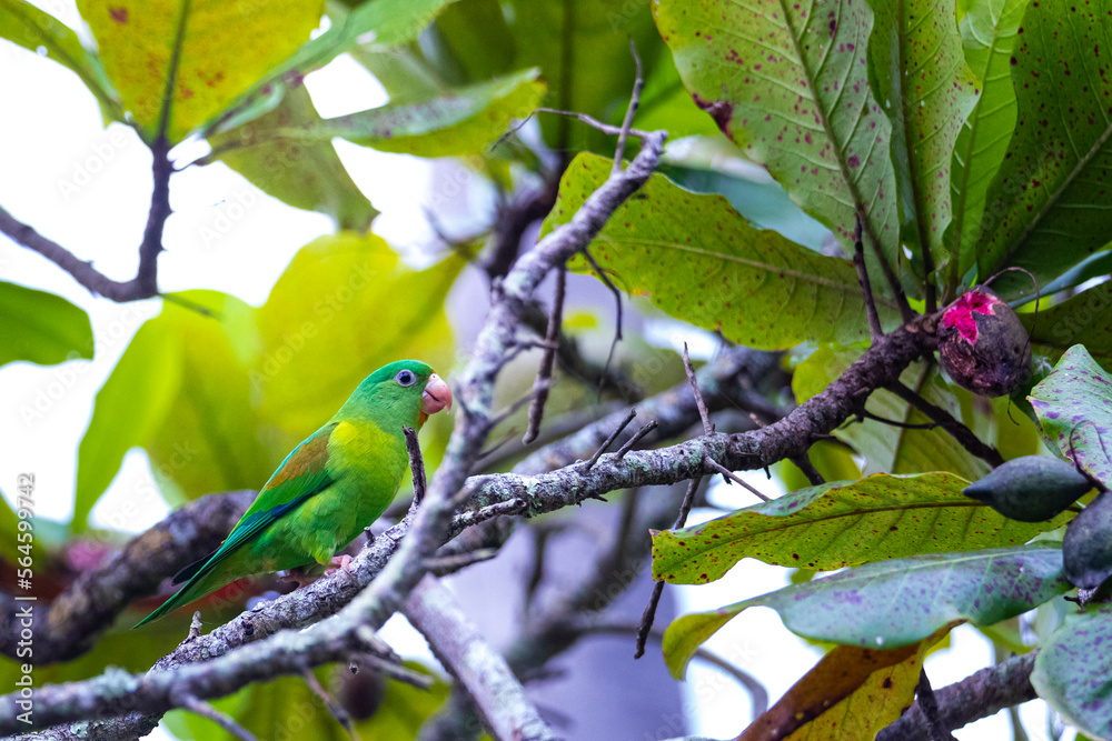 small green wild parrot eating a fig on a tree in Costa Rica small green wild parrot eating a fig on a tree in Costa Rica