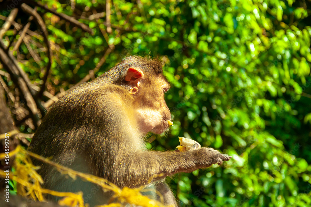 A monkey eats a banana on the street in Thailand. Cheeky macaque in the city area. Wildlife scene with wild animals. A monkey eats a banana on the street in Thailand. Cheeky macaque in the city area. Wildlife scene with wild animals.