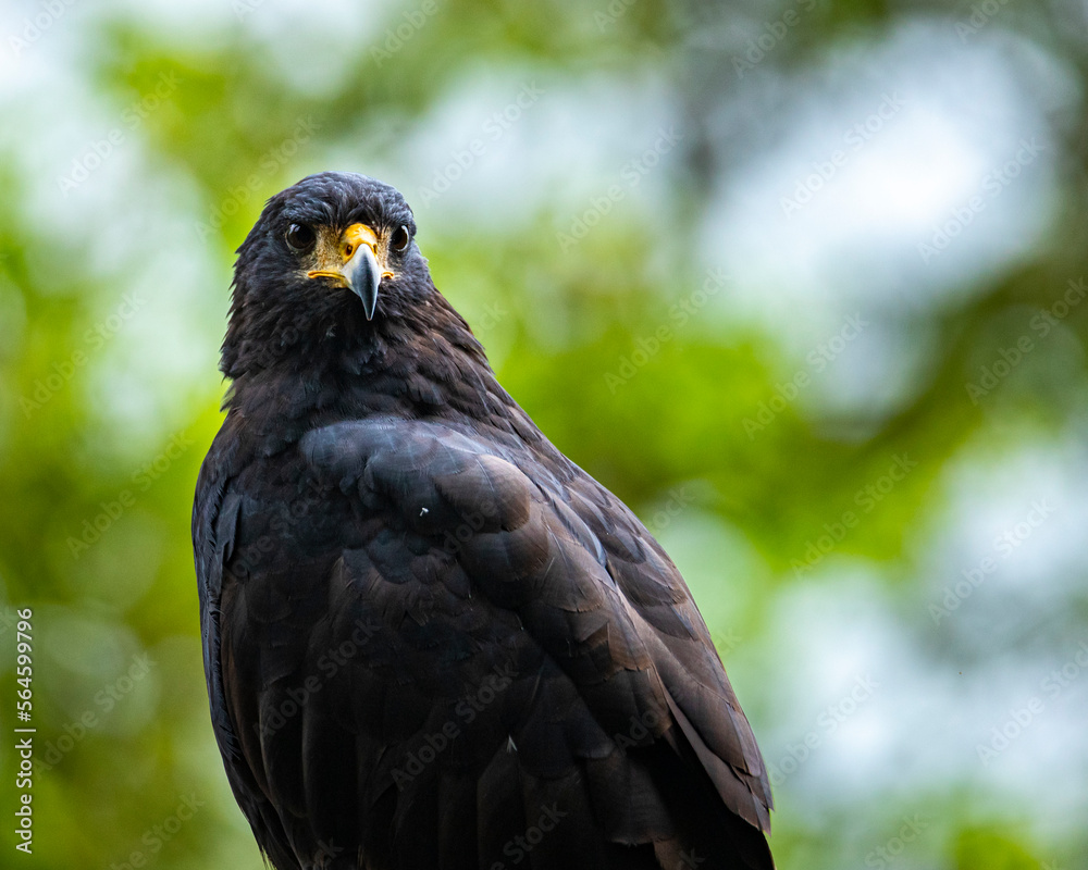 Fototapeta premium portrait of a beautiful magnificent Common black hawk sitting on branch in mangrove forest in Costa Rica.