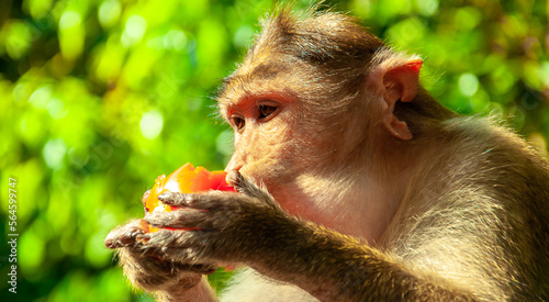 Photography The pregnant monkey eats fruits and vegetables