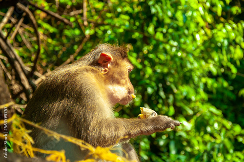 A monkey eats a banana on the street in Thailand. Cheeky macaque in the city area. Wildlife scene with wild animals.