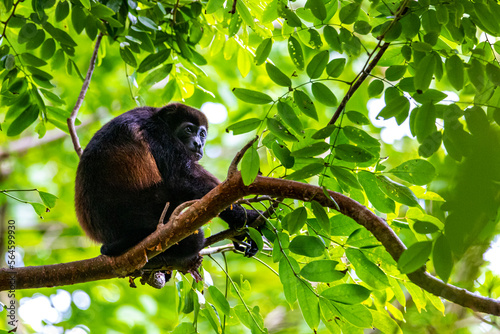 Photography portrait of a cute howler monkey sitting on a branch in costa rican rainforest;