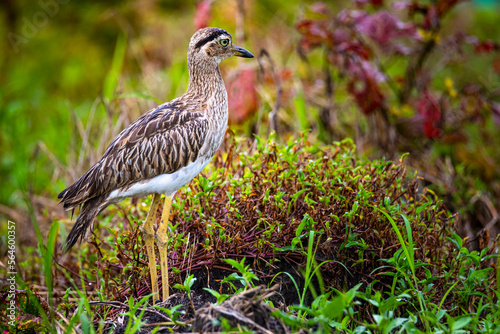 portrait of double-striped thick-knee (Burhinus bistriatus) - stone curlew photographed in costa rica photo