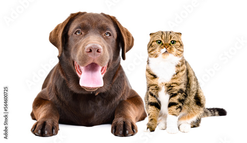 Adorable labrador and scottish fold cat together isolated on white background
