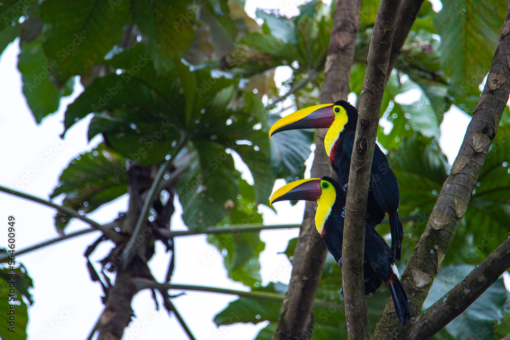 Obraz premium two large Chestnut-mandibled toucans (tucans) sitting on the branch in costa rican rainforest, colorful wild birds of costa rica