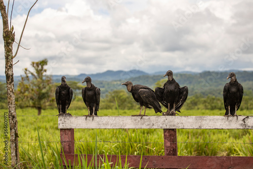 a group of black vultures sitting on a fence with a rural landscape and mountains in the background; wild animals of costa rica photo