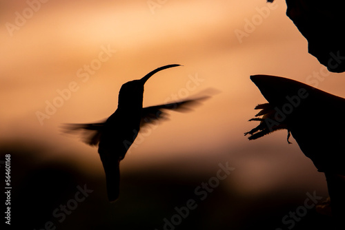 dark silhouette of hummingbird eating nectar from a tropical flower in costa rica; hummingbird silhouette at sunset