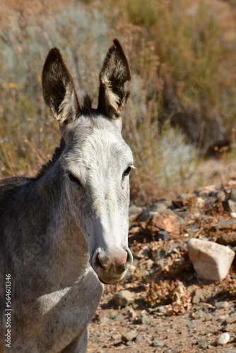 Wild Donkey portrait in Atacama Desert Chile  © Andreas