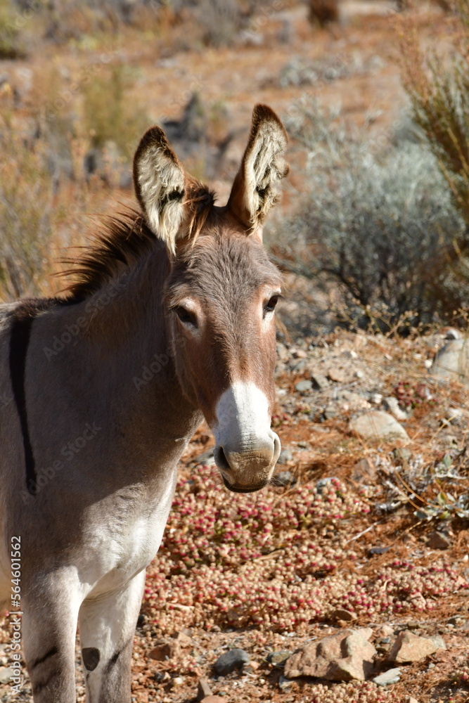 Wild Donkey portrait in Atacama Desert Chile 