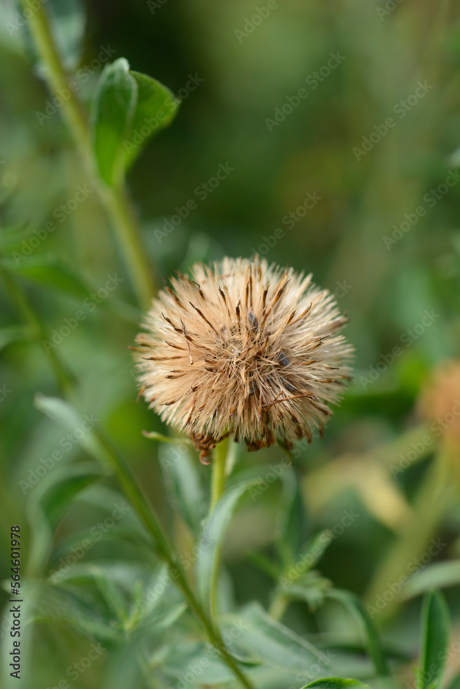 Lemonyellow false goldenaster seed head Lemonyellow false goldenaster seed head
