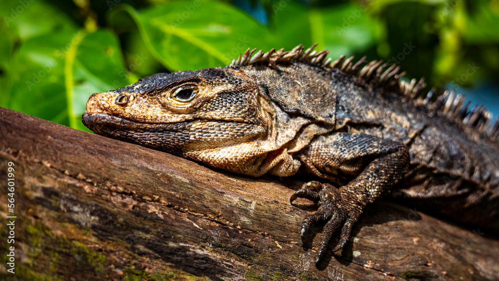 Fototapeta premium Beautiful large lizard black iguana (Ctenosaura similis) warming on a tree trunk in marino ballena national park near quepos in costa rica