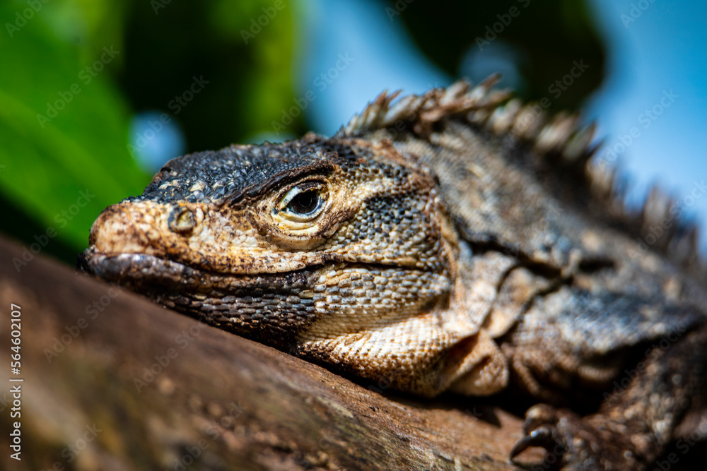 Beautiful large lizard black iguana (Ctenosaura similis) warming on a tree trunk in marino ballena national park near quepos in costa rica Beautiful large lizard black iguana (Ctenosaura similis) warming on a tree trunk in marino ballena national park near quepos in costa rica