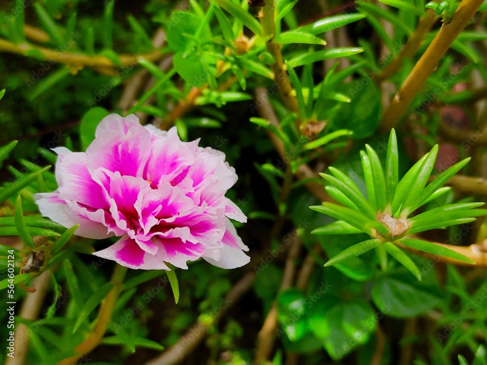 Obraz premium Purslane flower or rose moss flower with beautiful white and pink petals in the garden 