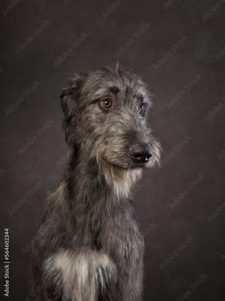 Portrait of an Irish wolfhound. Dog on a brown canvas background in the studio. beautiful pet