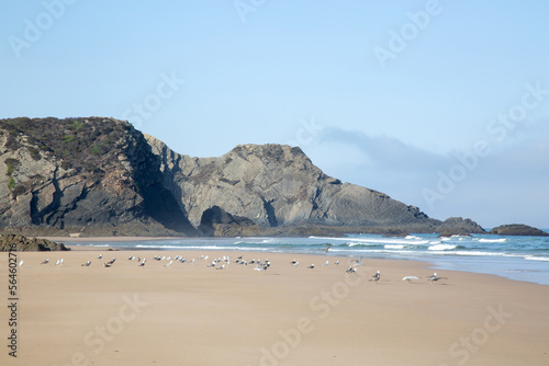 Seagulls on Odeceixe Beach; Algarve; Portugal