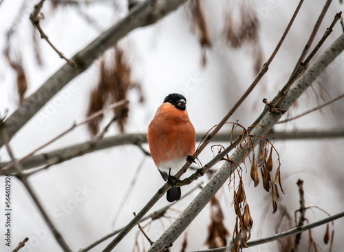 red-breasted winter birds bullfinches on trees on a cold winter day