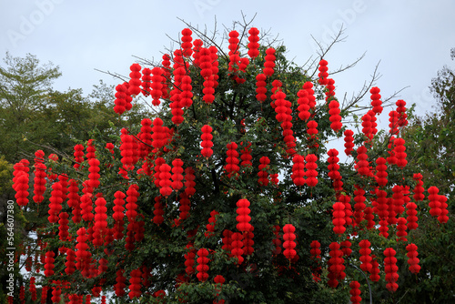 View of green tree decorated with traditional red lanterns for celebrating the Chinese spring festiva photo