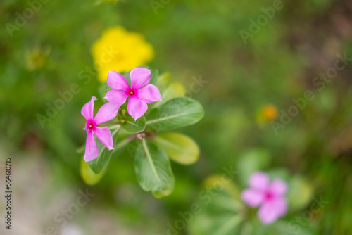 flowers in the garden © SametPhotography