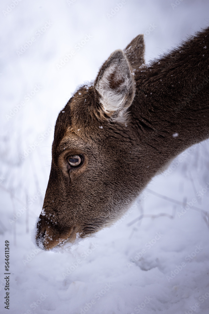 Portrait of brown fallow deer on a white snowfield with snow on the nose in Germany in a snowstorm Portrait of brown fallow deer on a white snowfield with snow on the nose in Germany in a snowstorm