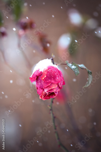 Pink red rose with snow on top in a snowfall in winter