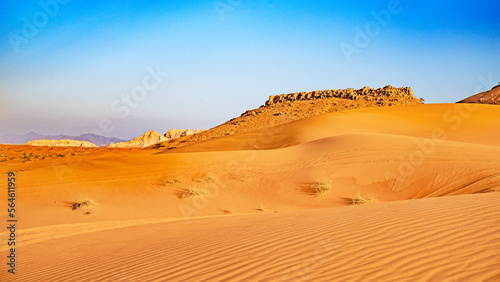 emirates desert and camels in dubai