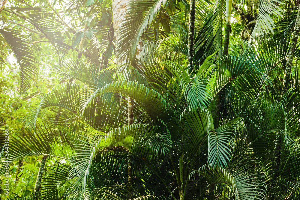 Obraz premium Background of green tropical jungle