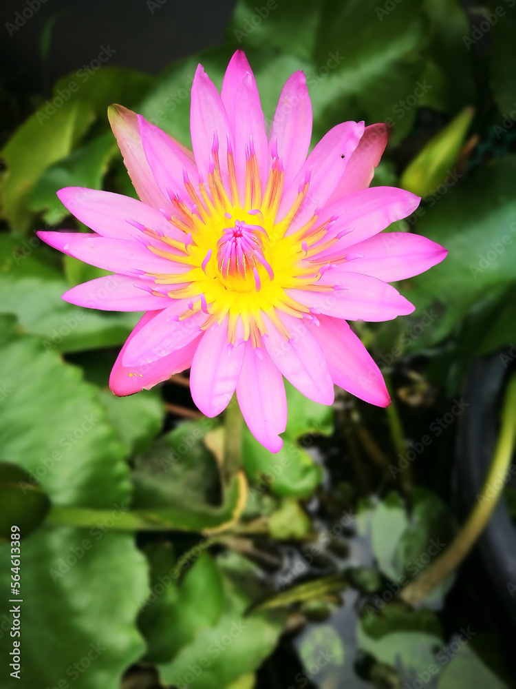 Beautiful blooming pink water lilies and lotus flowers floating in a serene pond, surrounded by lush green leaves and nature's beauty Beautiful blooming pink water lilies and lotus flowers floating in a serene pond, surrounded by lush green leaves and nature's beauty