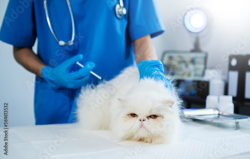 Fototapeta Naklejka Na Ścianę i Meble -  Veterinary for treating sick cats, Maintain animal health Concept, animal hospital
