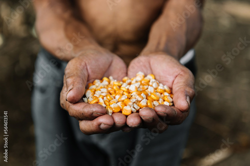 yellow ripe corn grain in oldman farmer hand with farm for copy space industrial agriculture concept.