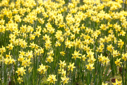 Gelbe Narzissen  Narzissenbl  te  Narcissus Pseudonarcissus   Deutschland
