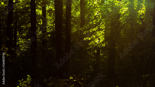 sunlight in the forest