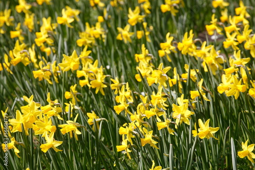 Gelbe Narzissen, Narzissenblüte (Narcissus Pseudonarcissus), Deutschland © detailfoto
