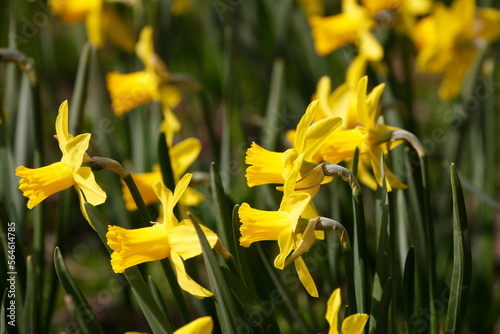 Fototapeta Naklejka Na Ścianę i Meble -  Gelbe Narzissen, Narzissenblüte (Narcissus Pseudonarcissus), Deutschland