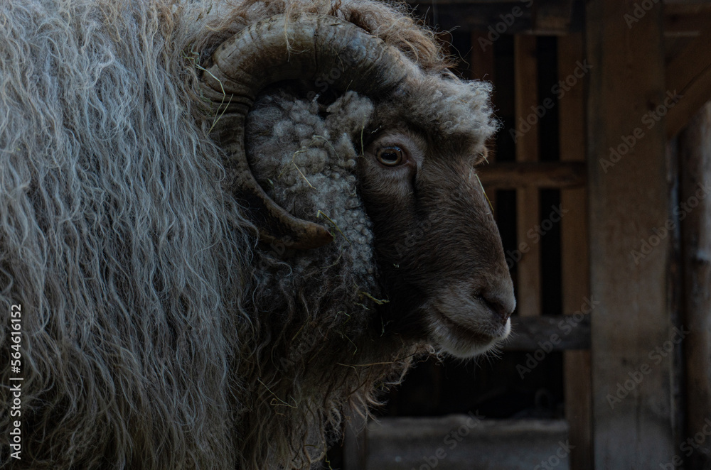 Fototapeta premium Oveja Villsau Noruega