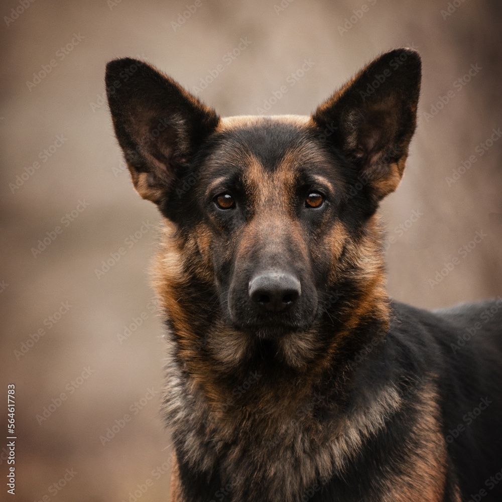 german shepherd dog portrait on an autumn background