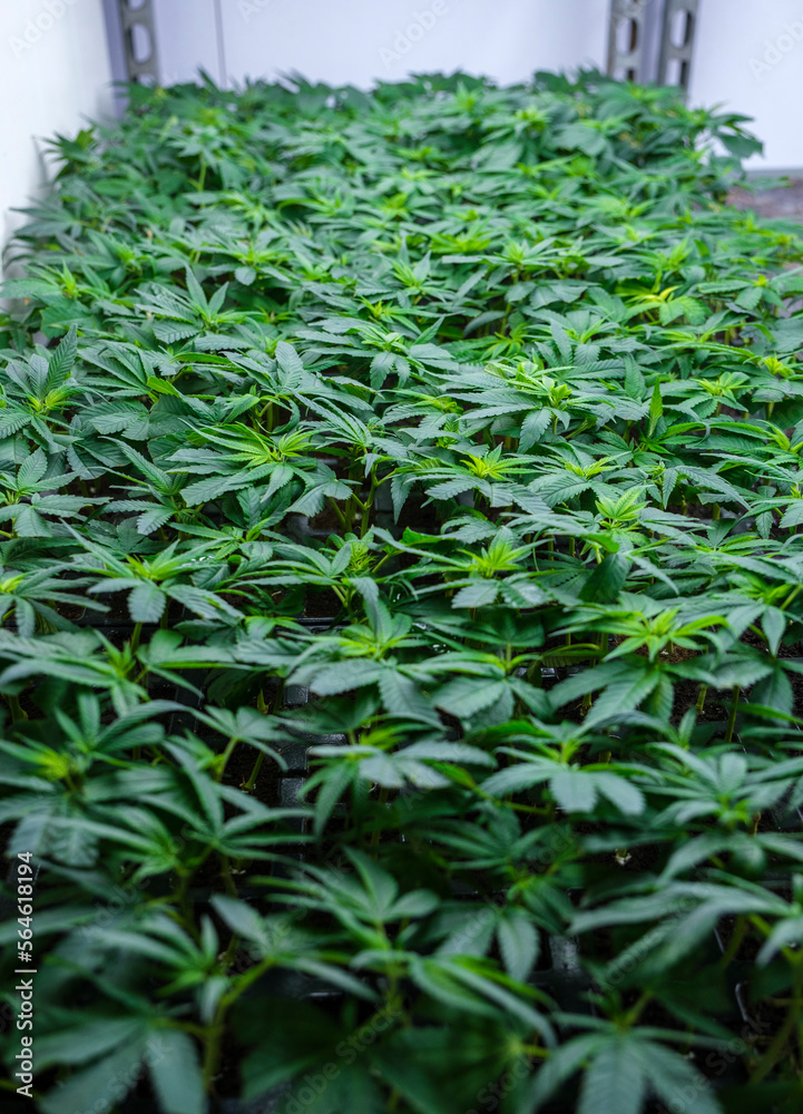 Obraz premium Close-up Cannabis, marijuana, plants in the germination phase growing in a greenhouse.