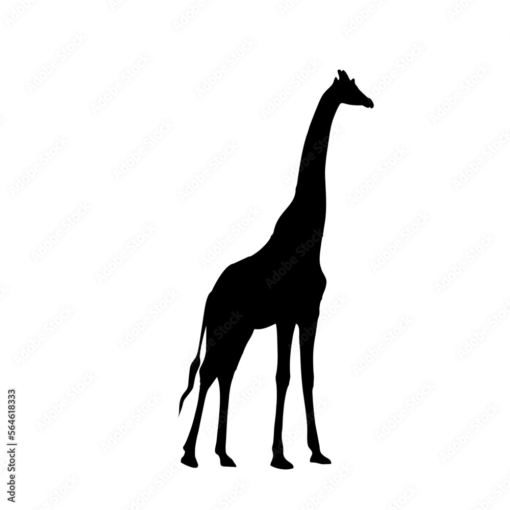 Fototapeta premium Giraffe Animal Silhouette
