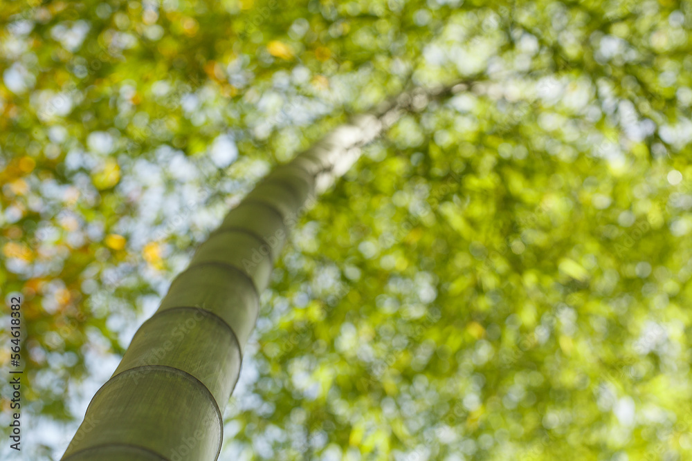 Fototapeta premium Asian Bamboo forest with morning sun light
