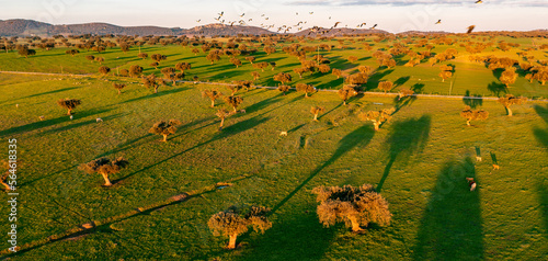 drone view of industrial agriculture landscape in Portugal Alentejo