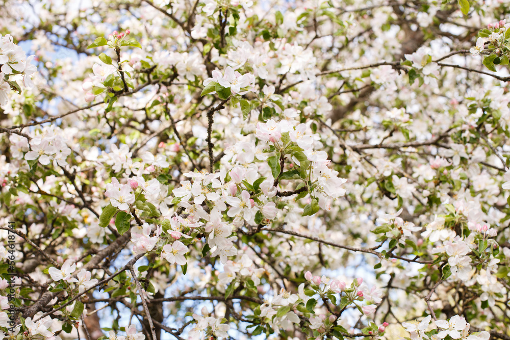apple branch of a flowering tree. tree in bloom background apple branch of a flowering tree. tree in bloom background