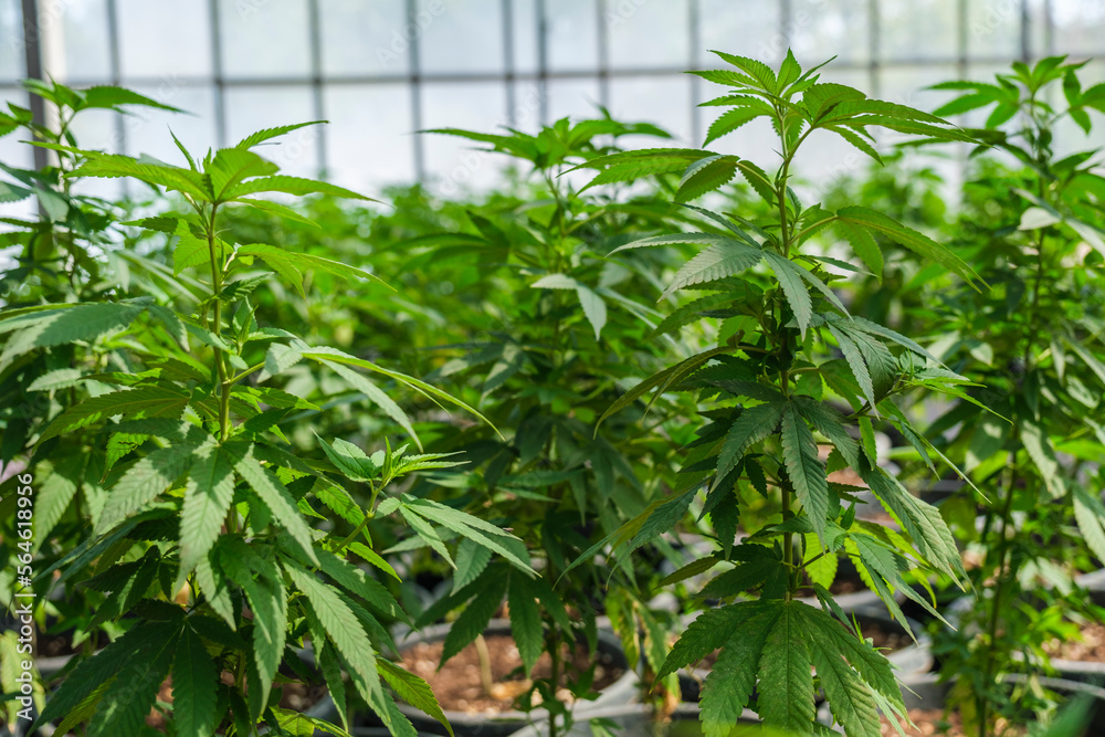 Naklejka premium Commercial hemp farming in a greenhouse. Industrial Cannabis, marijuana, plants grown in a greenhouse cultivation