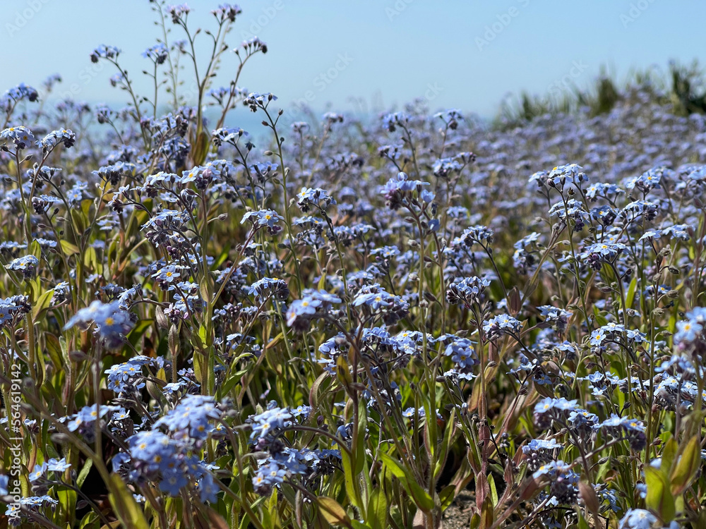 Fototapeta premium Blue forget-me-not flowers on green grass background