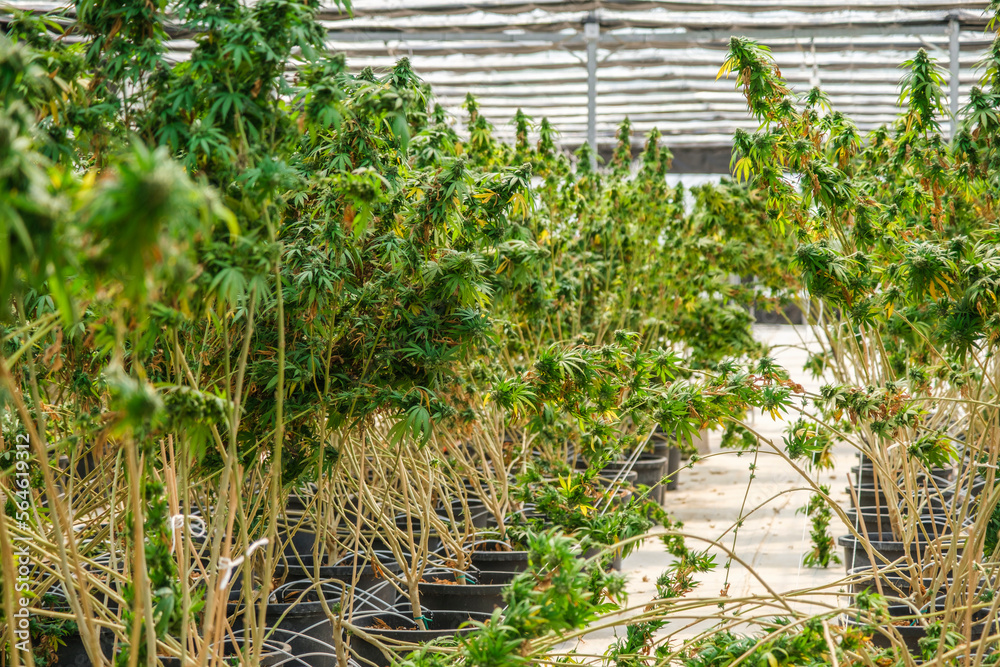 Big cannabis flower buds that are drying into a commercial hemp farming greenhouse. Medical Cannabis, marijuana plants grown in a greenhouse cultivation. Big cannabis flower buds that are drying into a commercial hemp farming greenhouse. Medical Cannabis, marijuana plants grown in a greenhouse cultivation.
