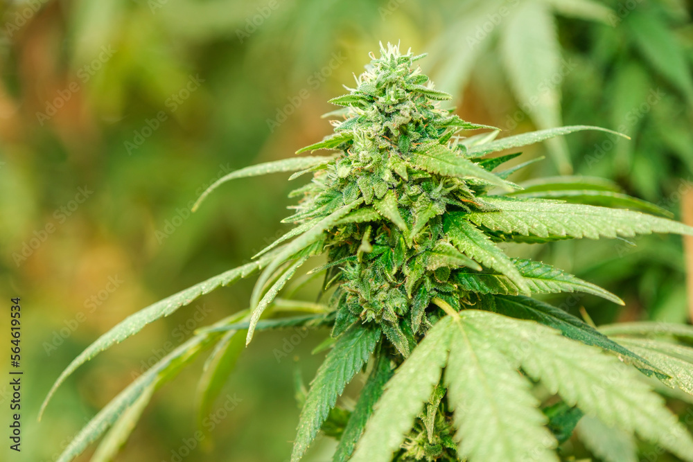 Close-up of a big cannabis flower bud into a commercial hemp farming greenhouse. Industrial Cannabis, marijuana, plants grown in a greenhouse cultivation Close-up of a big cannabis flower bud into a commercial hemp farming greenhouse. Industrial Cannabis, marijuana, plants grown in a greenhouse cultivation