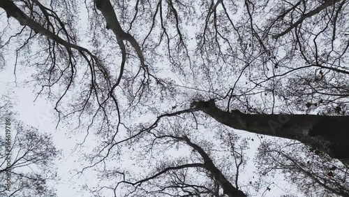spinning around some trees in autumn